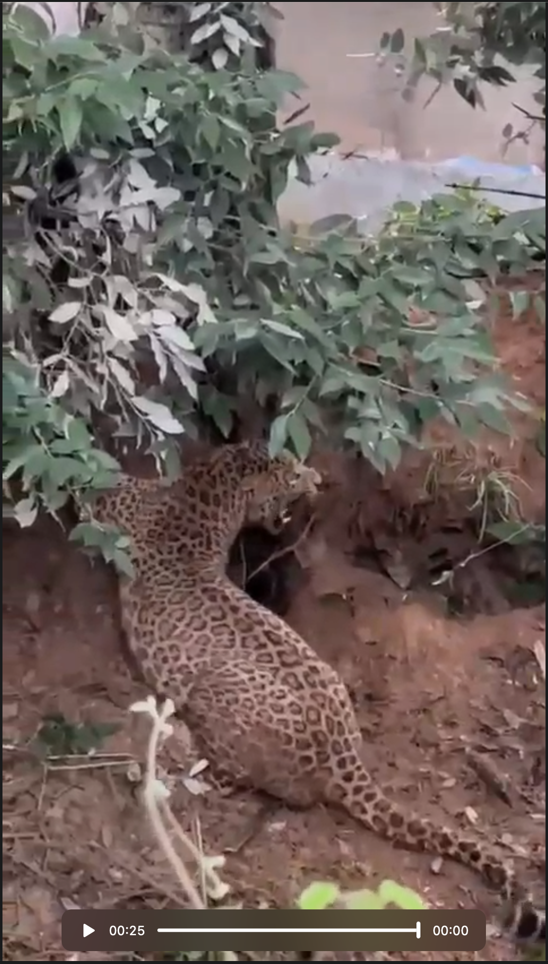 पासो पर्&zwj;यो बाघ